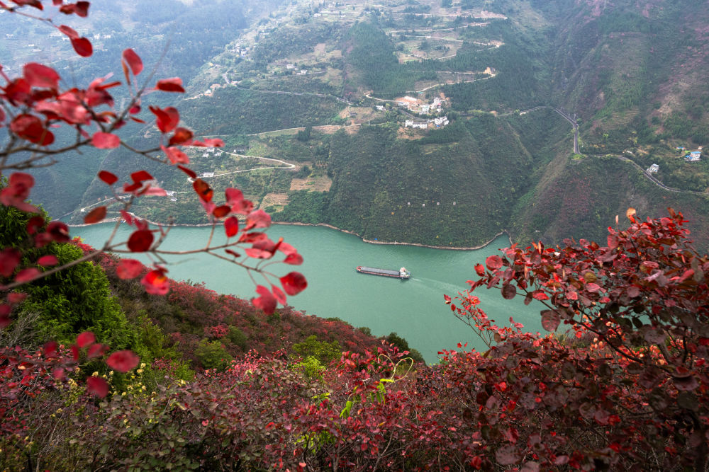 船舶行駛在紅葉掩映下的長(zhǎng)江三峽重慶市巫山縣水域（2023年11月30日攝）。新華社記者 肖藝九 攝