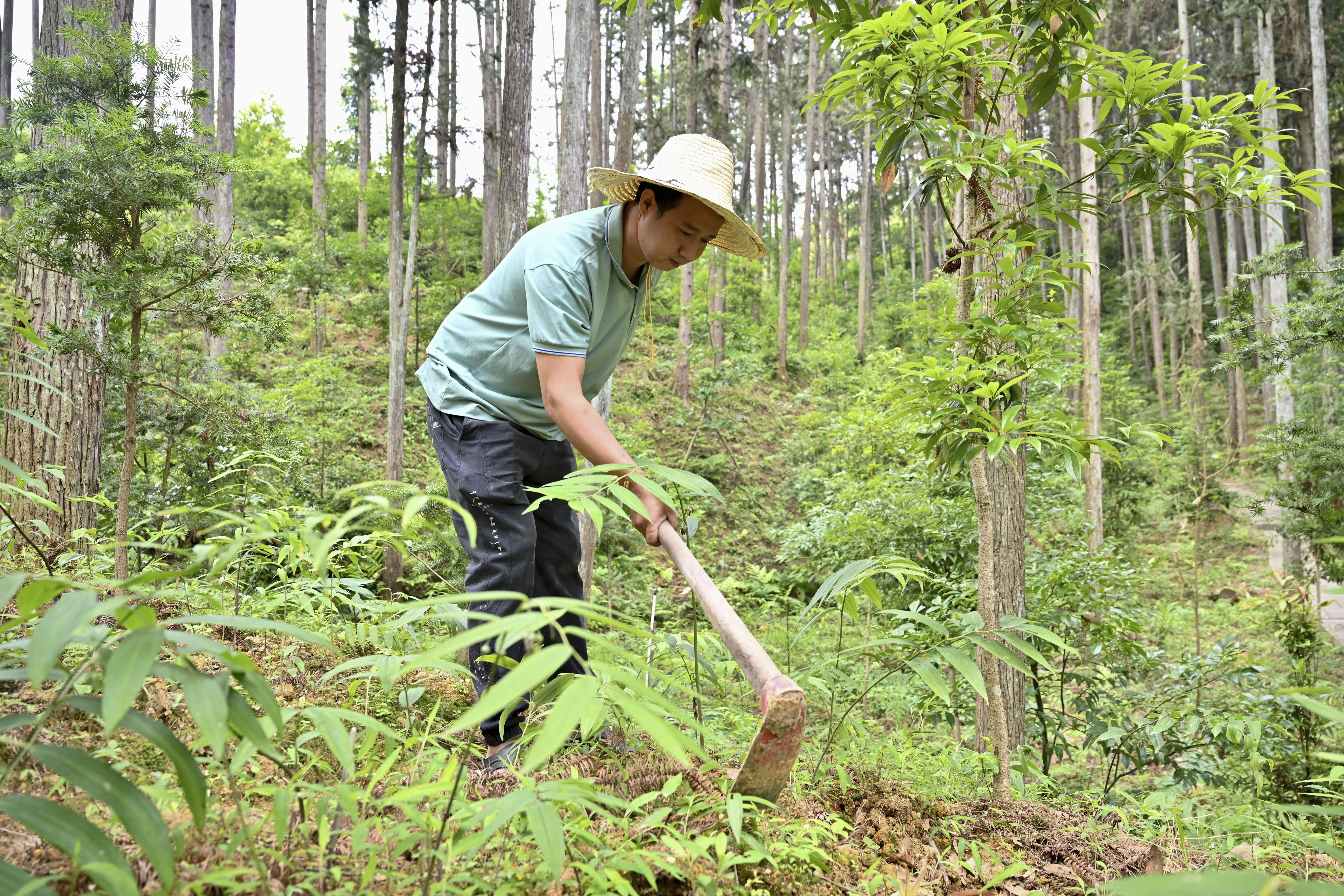 2024年5月9日，福建省三明市馬巖林下經(jīng)濟(jì)種植示范基地工人在管理林下種植的多花黃精。