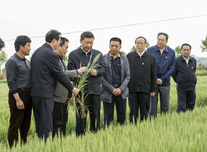 2016年4月25日下午，習(xí)近平在安徽滁州市鳳陽縣小崗村察看小麥長勢。左一為種糧大戶程夕兵。新華社記者 李學(xué)仁 攝