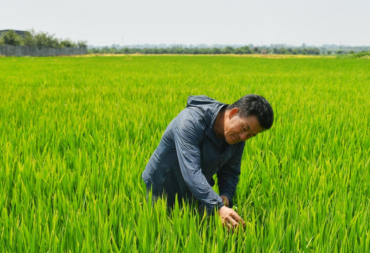 程夕兵在農(nóng)田里檢查水稻種植情況。人民網(wǎng)記者 周坤 攝
